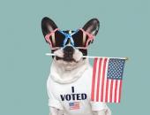 
  Rock the Vote - Incorporating Local, State, and National Elections into the Classroom image